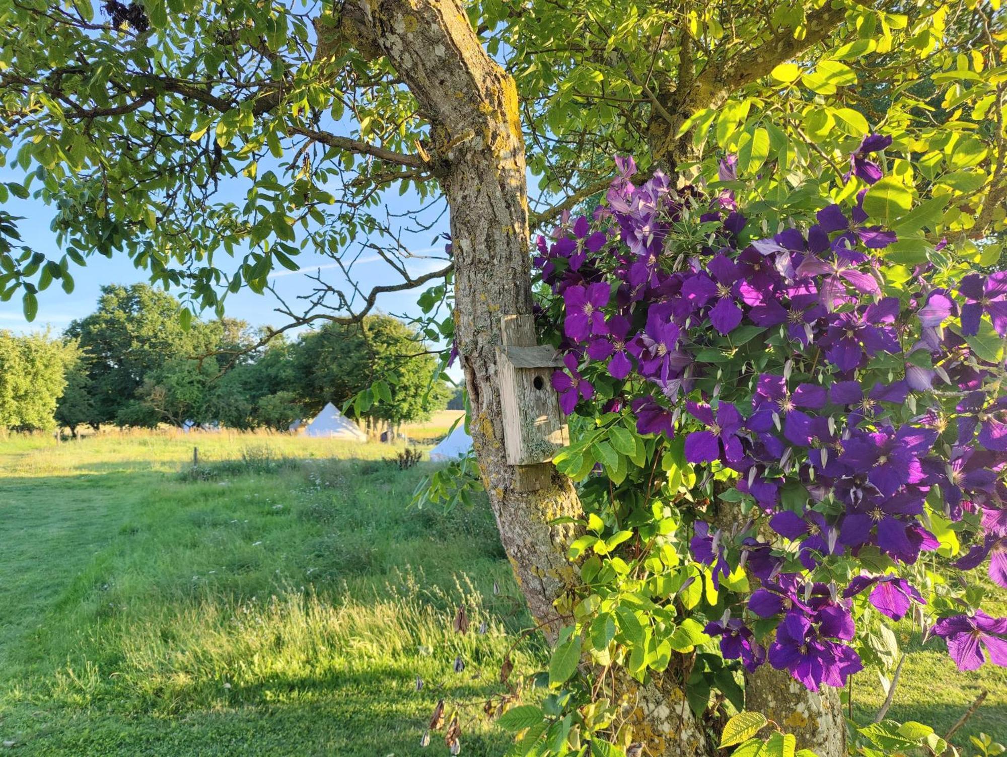 Under Canvas Bornholm Ostermarie Ngoại thất bức ảnh